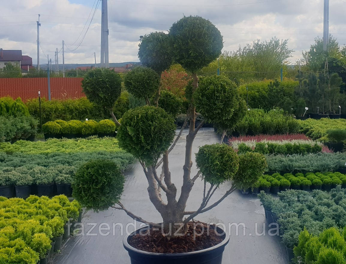 Туя західна формована Смарагд Thuja occidentalis Smaragd 130 cm