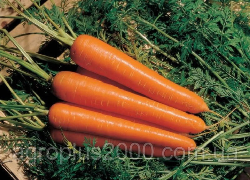 Насіння Морква Флакоро 50 грамів PNOS
