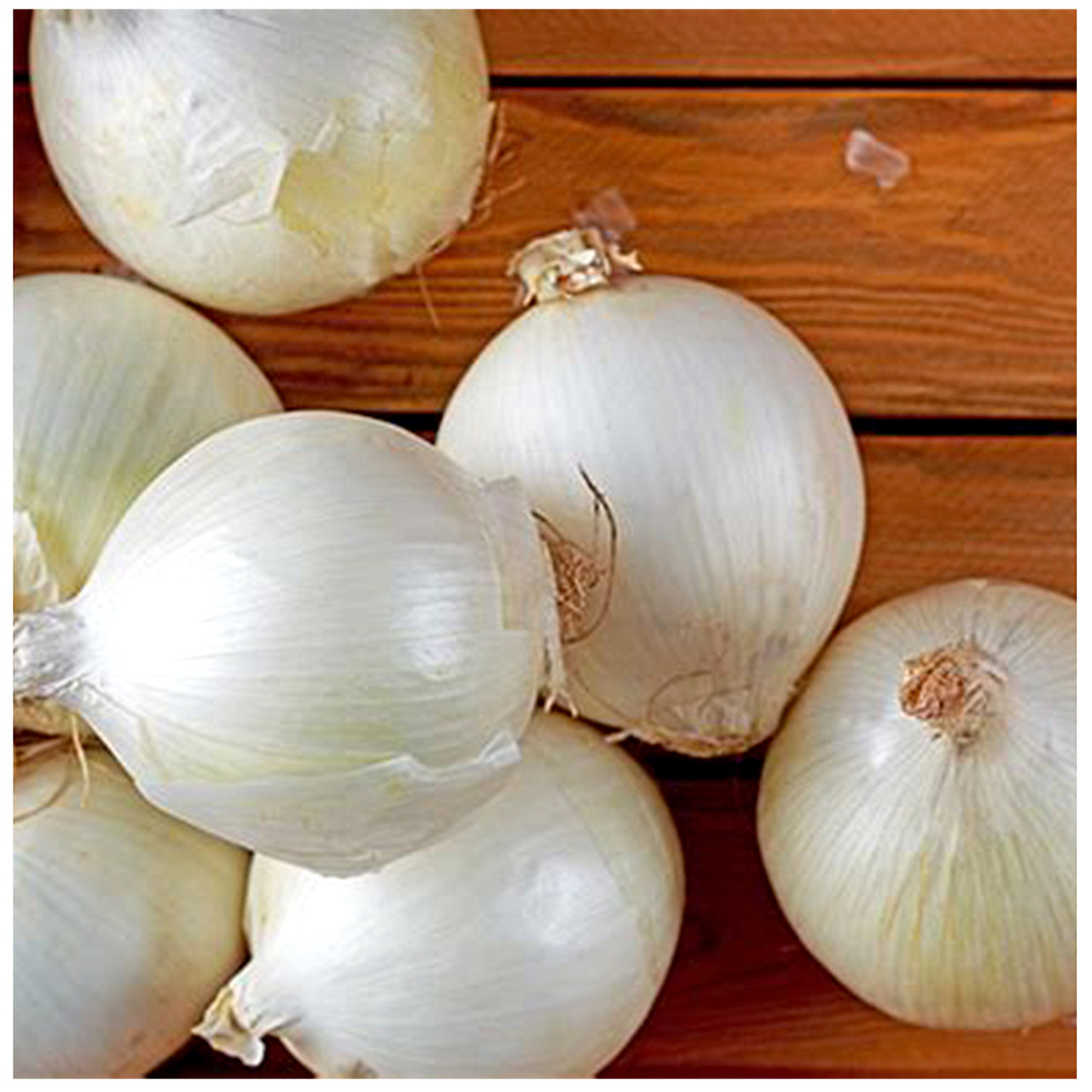 Лук севок Стардаст 10/21 0.5 кг Top onions - фото 1 - id-p1675734651
