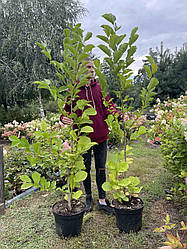 Магнолія Кобус (Magnolia kobus) 5ти річна у горщику 12 л