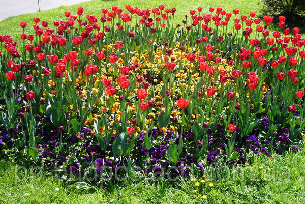 Як правильно розбити клумбу