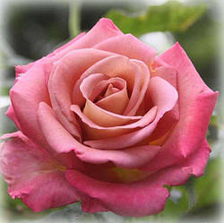 Троянда чайно-гібридна Друкер (Michel Drucker)