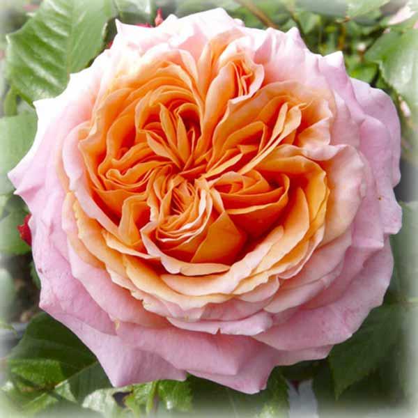 Троянда чайно-гібридна Мері Енн (Mary Ann), фото 1