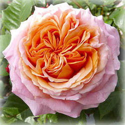 Троянда чайно-гібридна Мері Енн (Mary Ann)