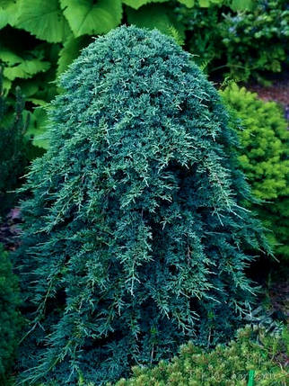 Ялівець горизонтальний Айс Блю \ Juniperus hor.  Icee Blue' ( 1.5л саджанці ), фото 2