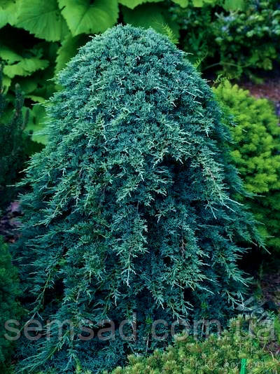 Ялівець горизонтальний Айс Блю \ Juniperus hor.  Icee Blue' ( 1.5л саджанці )