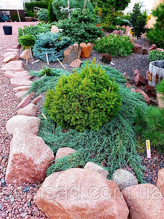Ялівець горизонтальний Айс Блю \ Juniperus hor. Icee Blue' ( 1.5л саджанці ), фото 3