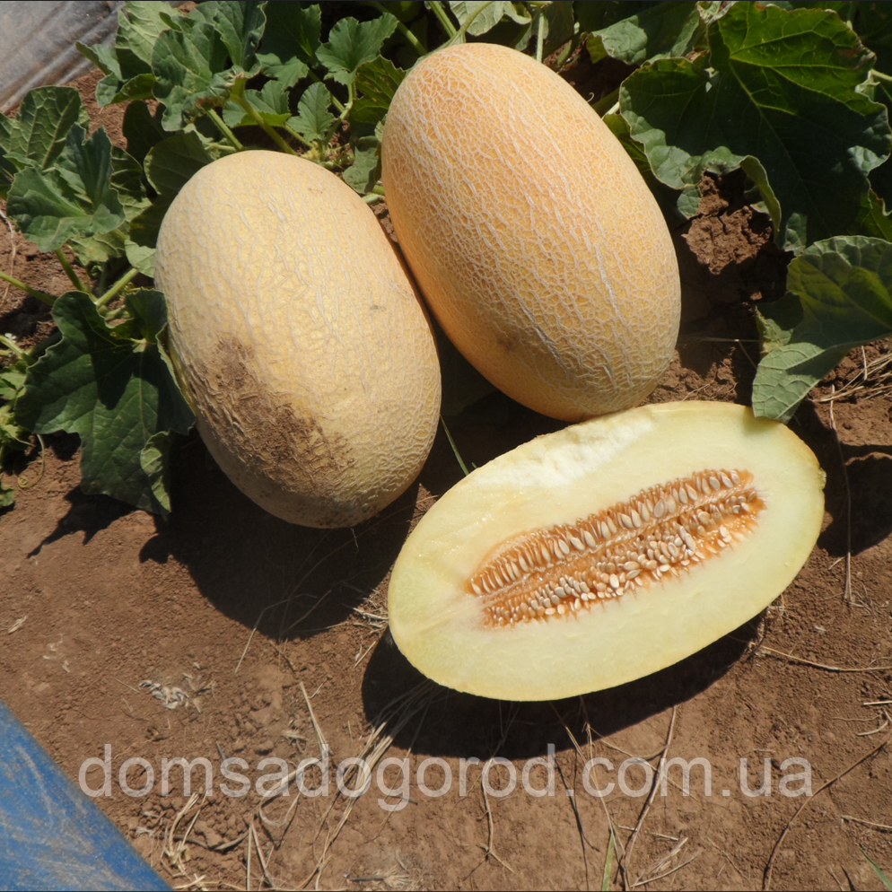 Диня ДАКАРО F1 | DAKARO F1 Enza Zaden 500 насінин