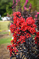 Лагерстремія "Red Hot".
Lagerstroemia indica (Black Diamond) "Red Hot".