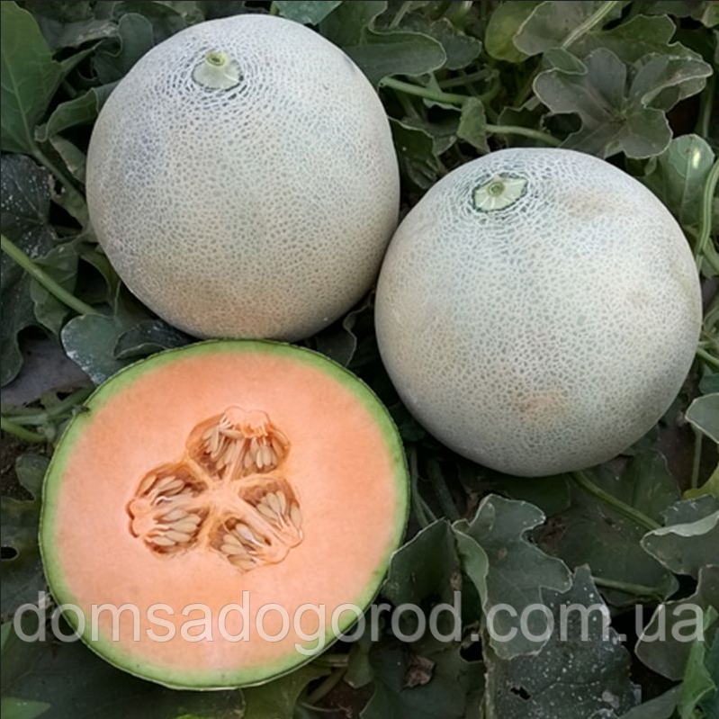 Диня КАПАЗ F1 / KAPAZ F1 Enza Zaden 250 насінин