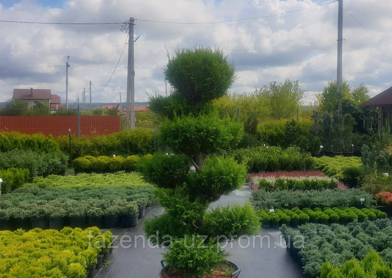 Кипарисовик Plumosa Aurea Bonsai см