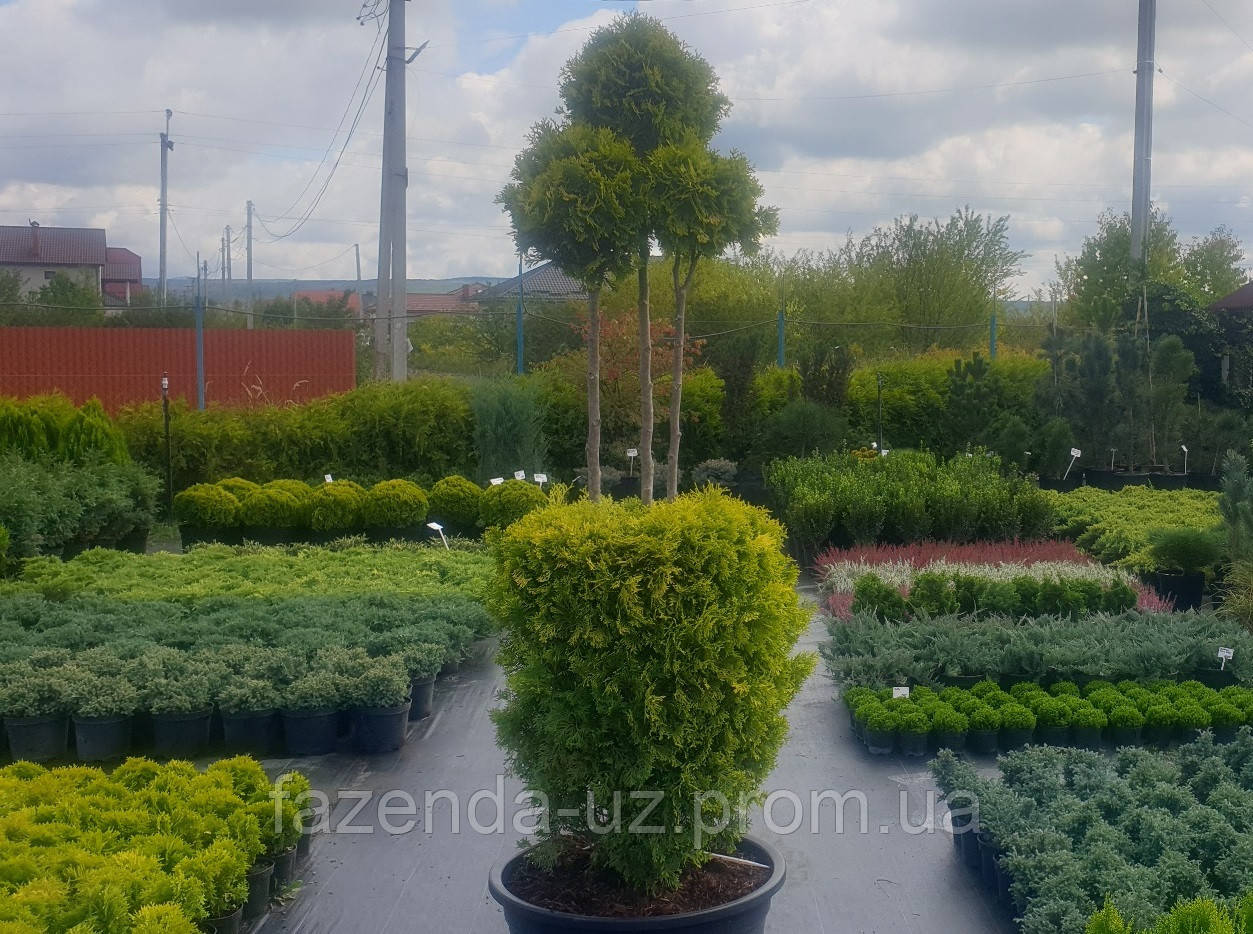 Туя Golden Smaragd формована Thuja Golden Smaragd Form 170 см