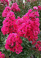 Лагерстремія "Рожевий велюр". Насіння. Lagerstroemia "PINK VELOUR".