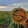 Насіння Соняшнику САНТОС Технологія ЄВРОЛАЙТИНГ, фото 10
