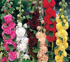 Мальва махрова суміш кольорів (насіння 20 шт)