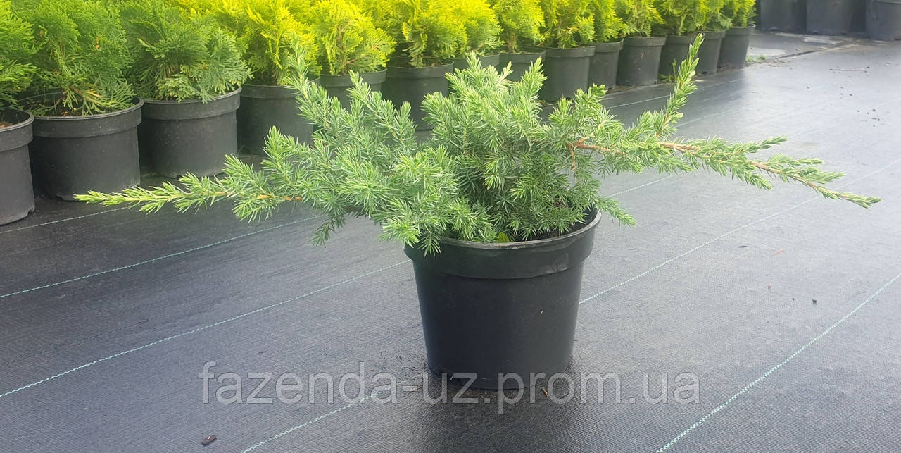 Juniperus conferta Schlager Ялівець Шлагер C3
