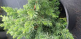 Juniperus conferta Schlager Ялівець Шлагер C3, фото 2