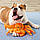 Jolly Pets TUG-A-MAL Crab Dog Toy (Джоллі Пейс) м'яка іграшка для собак Краб із пискавкою, фото 5