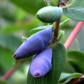 Саджанці жимолості Blue Banana 1 річні, конт. P9, фото 1