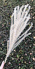 Міскантус декоративний, натуральний сухоцвіт, 80 см (10шт), фото 2
