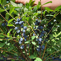 Саджанці жимолості сорт Boreal Beauty 1 річні, конт. P9