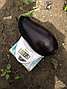 Модар F1 баклажан 1000нас Lark Seeds, фото 6
