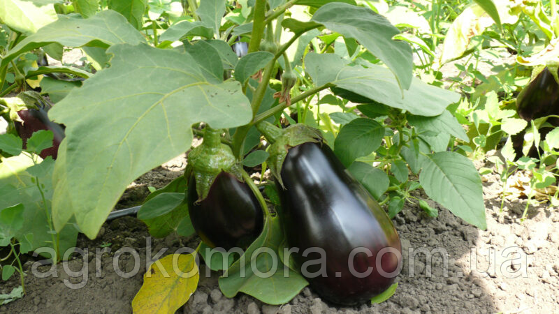 Модар F1 баклажан 1000нас Lark Seeds
