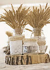 Декоративні колоски пшениці, натуральні, 20см (50шт), фото 2