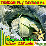 ТОП продаж ТАЙСОН F1 / TAYSON F1, пізня капуста, 2500 насінин, ТМ HAZERA (Нідерланди), фото 3