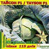 ТОП продаж ТАЙСОН F1 / TAYSON F1, пізня капуста, 2500 насінин, ТМ HAZERA (Нідерланди), фото 4
