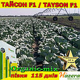 ТОП продаж ТАЙСОН F1 / TAYSON F1, пізня капуста, 2500 насінин, ТМ HAZERA (Нідерланди), фото 5
