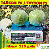 ТОП продаж ТАЙСОН F1 / TAYSON F1, пізня капуста, 2500 насінин, ТМ HAZERA (Нідерланди), фото 5