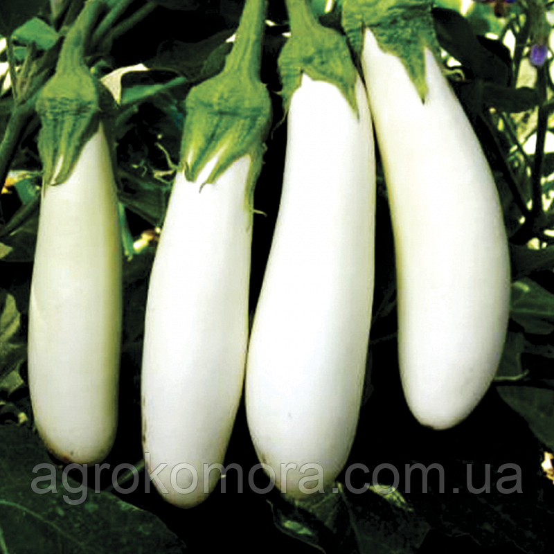 МОБІ ДІК F1 баклажан 1000 нас Libra Seeds, фото 1