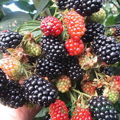 Ожина сорт "Небеса Можуть Почекати" 1 річна, конт. P9