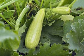 Насіння кабачка Ангеліна F1/ Angelina F1 (Syngenta), поштучно - ранній (40-45 днів) високоврожайний гібрид білоплідного кабачка