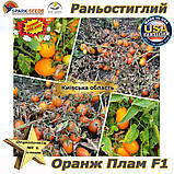 Насіння, Оранж Плам F1 помаранчевий томат-сливка ТМ "Spark Seeds" США (500 насінин), фото 5