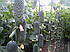 SV 4097 F1, 1000 нас. огірок, Seminis, фото 4