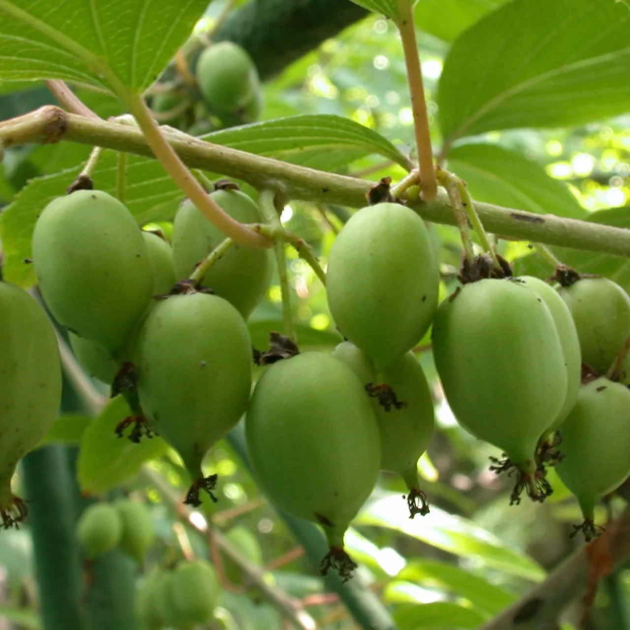 Саджанці актинідії сорт Фігурна 1 річні, конт. P9