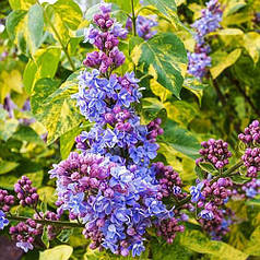 Саджанці бузку Аукубофолія (Aucubaefolia), 1 річні горщик 0.5 л