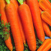 Насіння морква Королева Осінь 100 г якісне, посівне вагове насіння морква Королева Осінь