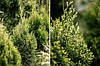 Туя західна Smaragd Light 2 річна, Туя западная Смарагд Лайт, Thuja occidentalis Smaragd Light, фото 9