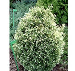 Туя західна Smaragd Light 2 річна, Туя западная Смарагд Лайт, Thuja occidentalis Smaragd Light, фото 5