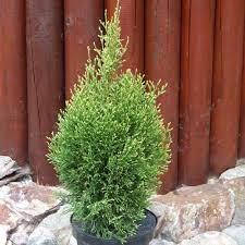 Туя західна Smaragd Light 2 річна, Туя западная Смарагд Лайт, Thuja occidentalis Smaragd Light, фото 1