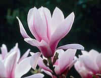 Магнолия Суланжа (Magnolia soulangeana)