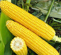 Семена сахарной кукурузы Добрыня F1 (Lark Seeds), поштучно — ранняя суперсладкая, №1 в Украине