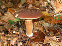 Мицелий Польского гриба ( моховик)