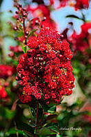 Лагерстремія індійська "Динаміт". Lagerstroemia indica "DYNAMITE".