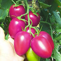 Новичок Розовый семена томата 0,2 г