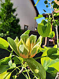 Тюльпанове дерево "Ауреомаргіната".
Liriodendron tulipifera "Aureomarginatum"., фото 2