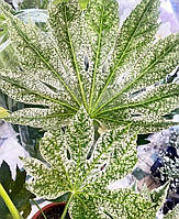 Фатсія японська "Variegata". Фатсия. Fatsia "Variegata".